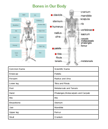 Common and scientific names of Bones – Sienna @ Pt England School